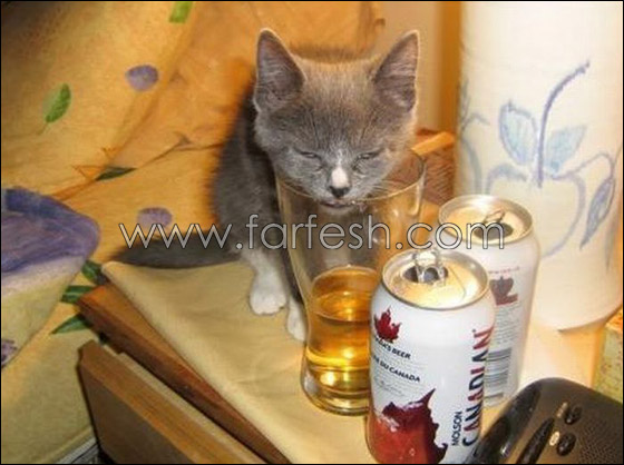 cats-0021.jpg