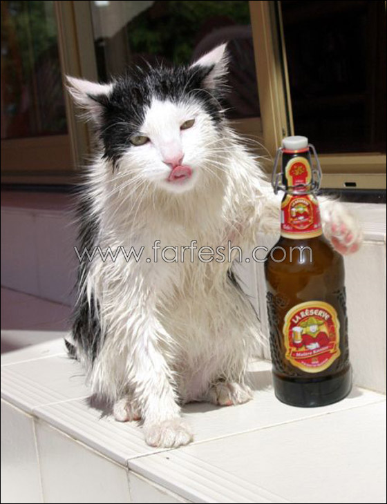 cats-0022.jpg