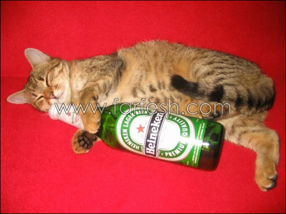 cats-0023.jpg