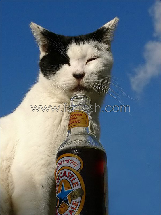 cats-0024.jpg