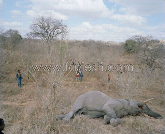 zimbabwe_elephant_02_1.jpg