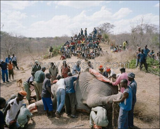 zimbabwe_elephant_03.jpg