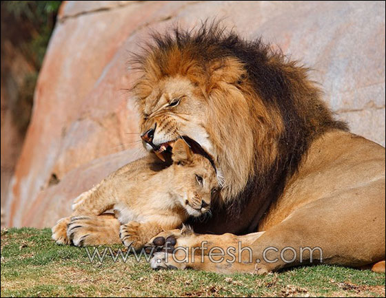 animals-0002.jpg