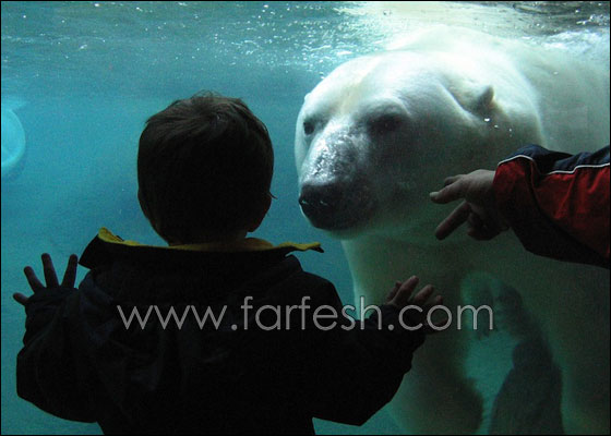 animals-0004.jpg