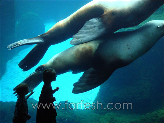 animals-0005.jpg