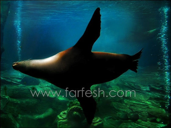 animals-0008.jpg
