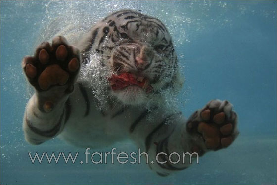 animals-0009.jpg