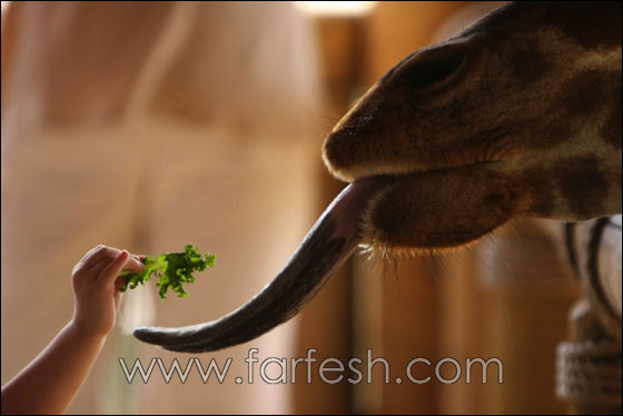 animals-0010.jpg