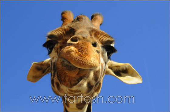 animals-0011.jpg