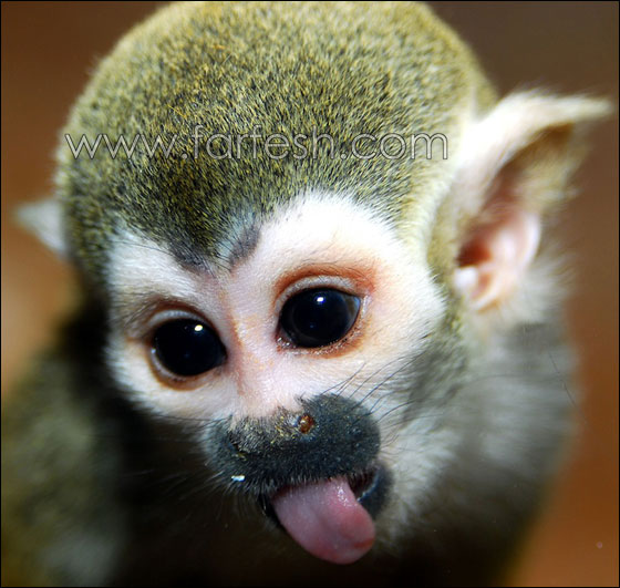 animals-0012.jpg