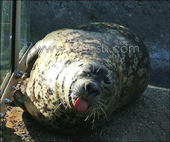 animals-0013.jpg