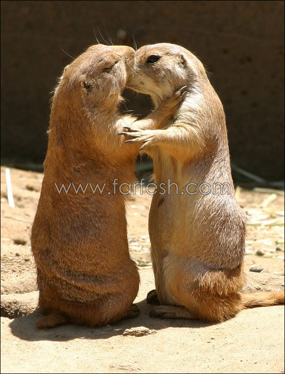 animals-0014.jpg