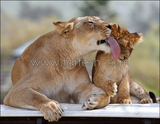 animals-0015.jpg