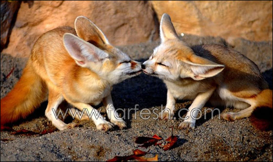 animals-0016.jpg