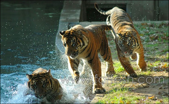 animals-0017.jpg