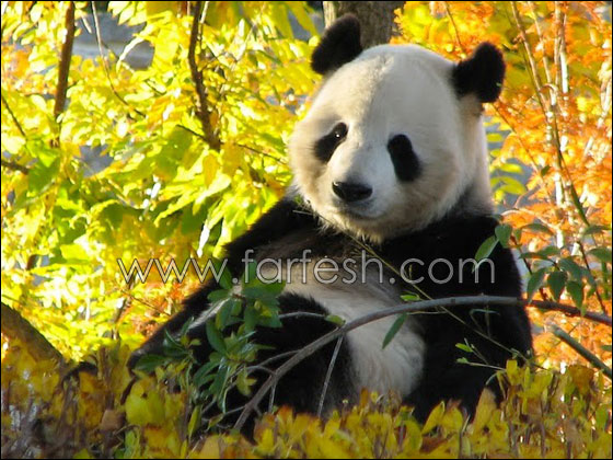 animals-0018.jpg