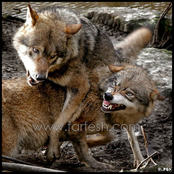 animals-0019.jpg