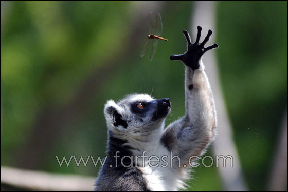 animals-0020.jpg