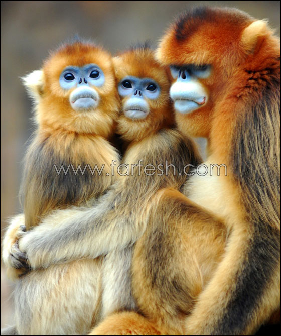 animals-0021.jpg