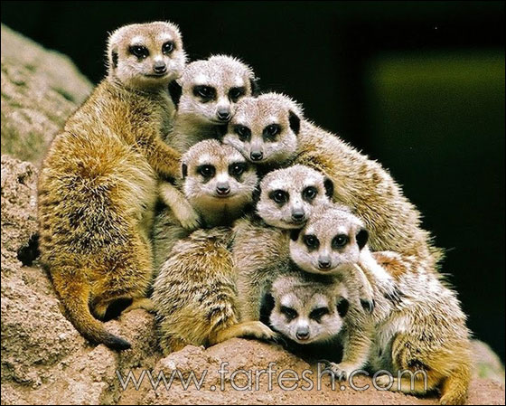 animals-0022.jpg