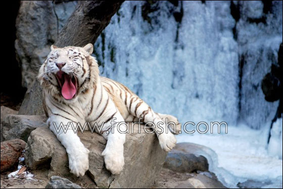 animals-0023.jpg