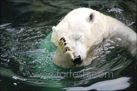 animals-0025.jpg