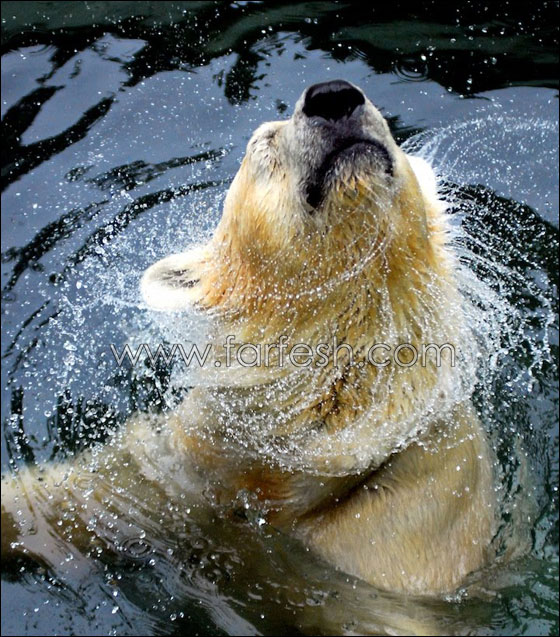 animals-0026.jpg