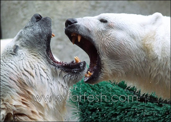 animals-0027.jpg