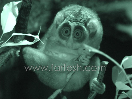 animals-0029.jpg