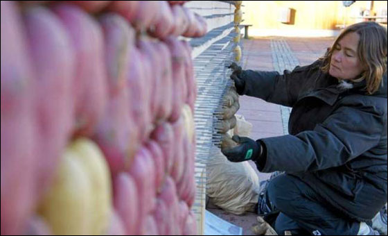 السويد: في "عيد البطاطا" انشاء تمثال مصنوع من 8 أنواع منها!