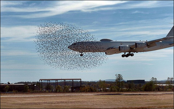 امريكية تلتقط صورة مرعبة لسرب طيور كاد يحطم طائرة!!