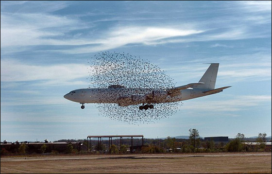 امريكية تلتقط صورة مرعبة لسرب طيور كاد يحطم طائرة!!