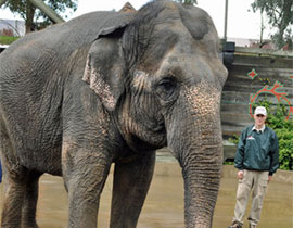 وفاة اكبر فيلة معمرة في امريكا وعمرها 71 عاما!