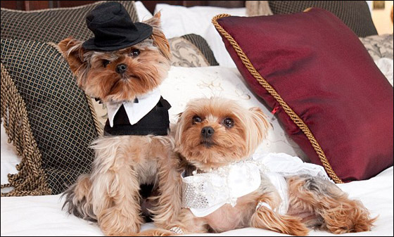 بالصور.. اغلى زفاف في تاريخ بريطانيا والعريس.. كلب!