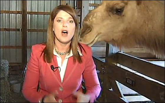 بالفيديو.. جمل جائع ينقض على صحافية ويقضم خصل من شعرها!!