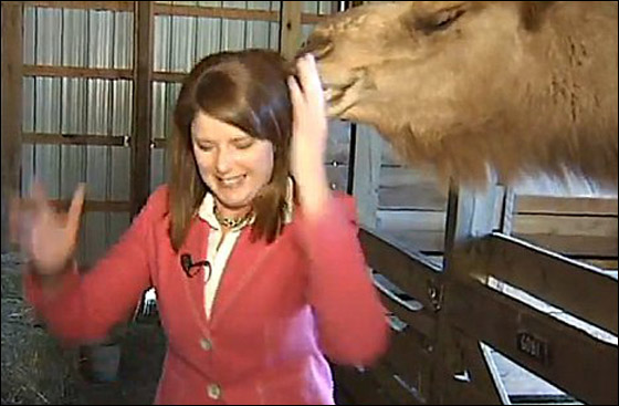 بالفيديو.. جمل جائع ينقض على صحافية ويقضم خصل من شعرها!!