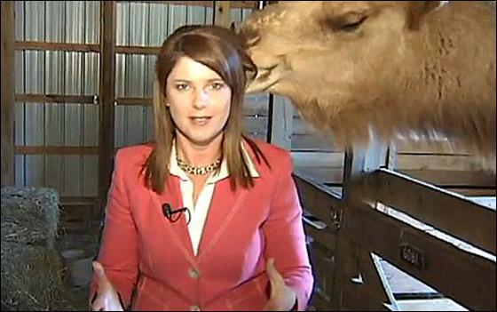 بالفيديو.. جمل جائع ينقض على صحافية ويقضم خصل من شعرها!!