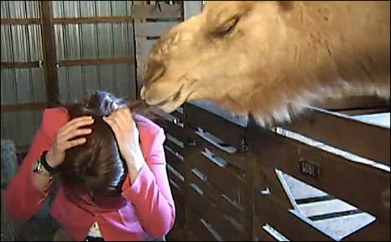 بالفيديو.. جمل جائع ينقض على صحافية ويقضم خصل من شعرها!!