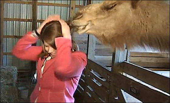 بالفيديو.. جمل جائع ينقض على صحافية ويقضم خصل من شعرها!!