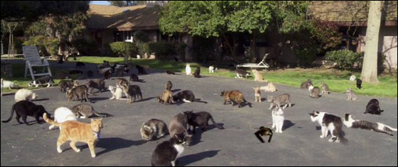 مطلقة تحول منزلها لملجأ يرعى 700 قطة!!