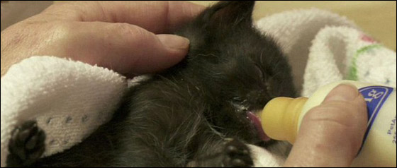 مطلقة تحول منزلها لملجأ يرعى 700 قطة!!