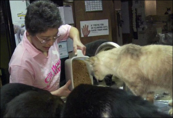 مطلقة تحول منزلها لملجأ يرعى 700 قطة!!