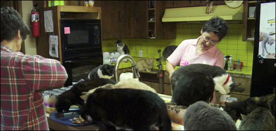 مطلقة تحول منزلها لملجأ يرعى 700 قطة!!