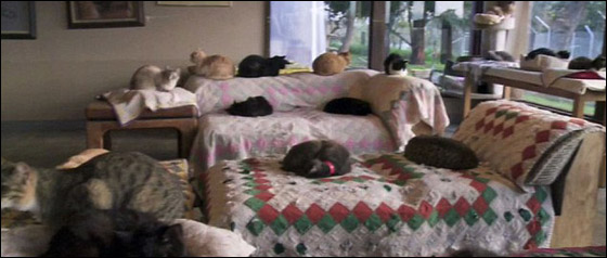 مطلقة تحول منزلها لملجأ يرعى 700 قطة!!