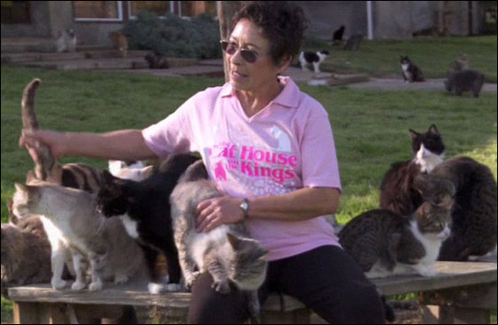 مطلقة تحول منزلها لملجأ يرعى 700 قطة!!