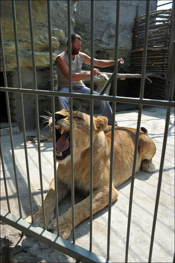 بالصور: فنان اوكراني يعتزم العيش مع اسدين داخل قفص لـ5 اسابيع