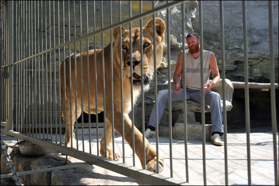 بالصور: فنان اوكراني يعتزم العيش مع اسدين داخل قفص لـ5 اسابيع