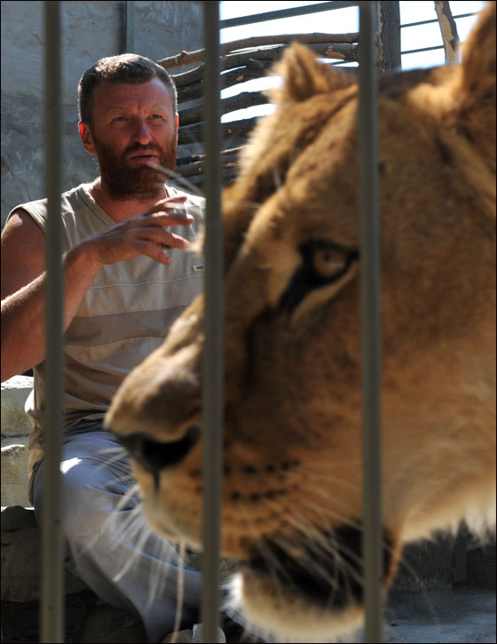 بالصور: فنان اوكراني يعتزم العيش مع اسدين داخل قفص لـ5 اسابيع
