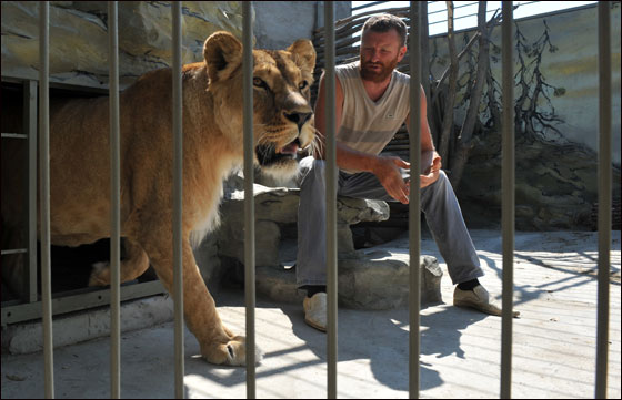 بالصور: فنان اوكراني يعتزم العيش مع اسدين داخل قفص لـ5 اسابيع