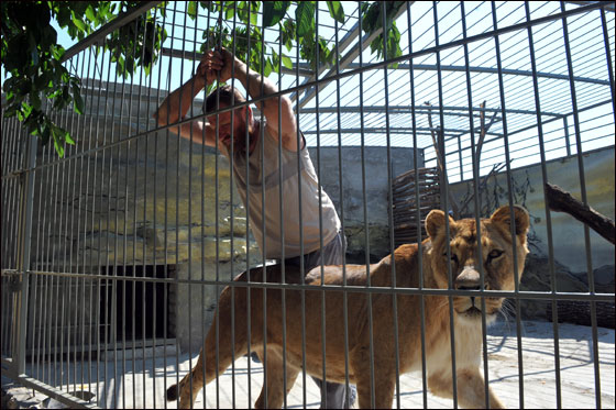 بالصور: فنان اوكراني يعتزم العيش مع اسدين داخل قفص لـ5 اسابيع
